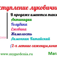 Zloy_pingvin