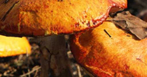 Релиз Megascans