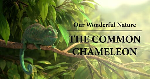 Our Wonderful Nature - The Common Chameleon