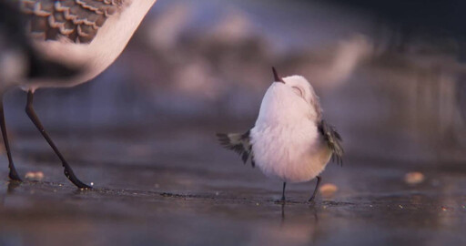 Piper – First Look – Official Disney Pixar | HD