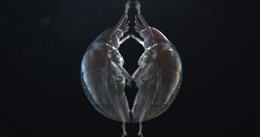 KHEPRI