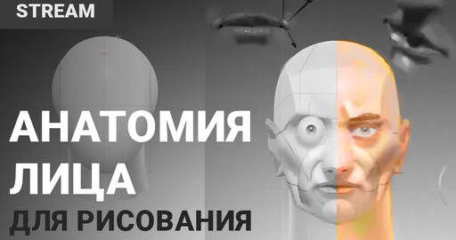 Анатомия лица (Видео)
