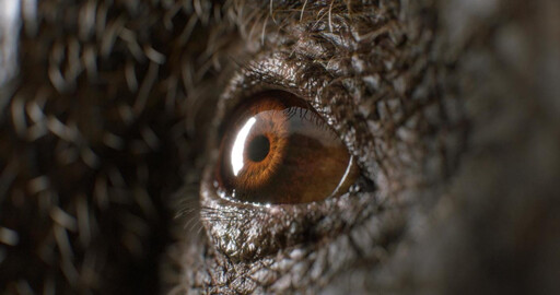 Увидел свет V-Ray Beta 3 для Maya