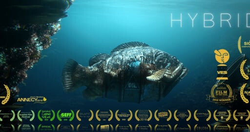 Hybrids
