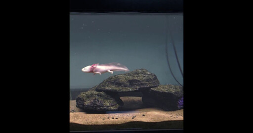 Axolotl | Animation