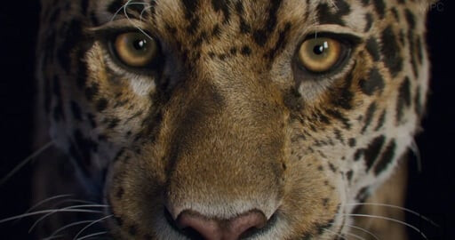 Various Studios Showreel