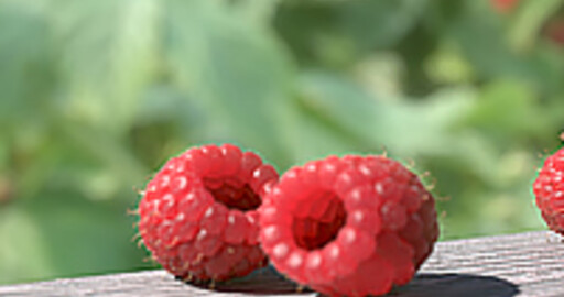 Создание малинки в Blender