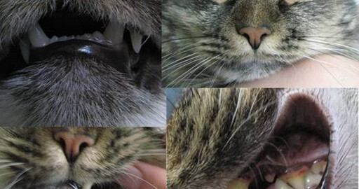 Making of Mr. Rascal