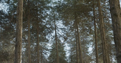 35 бесплатных моделей деревьев с текстурами высокого разрешения.