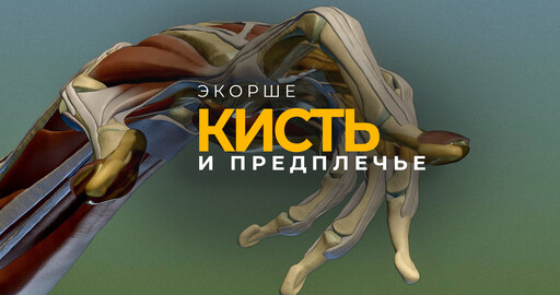 Экорше руки