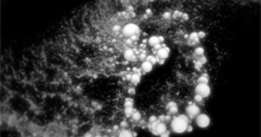 Mootzoid emNewton2 (v.2)