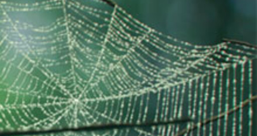 Cobwebs 6.0