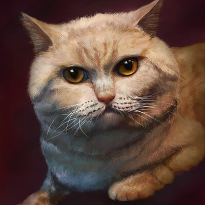 Портрет котика