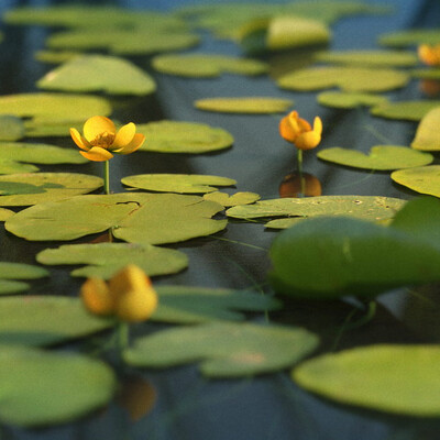 iFlowers-04_01