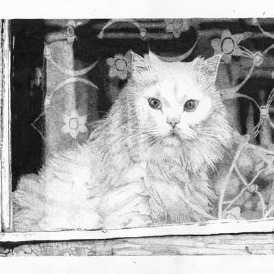 Кот