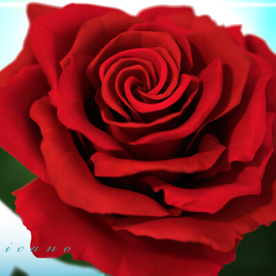 Rose_tropicano