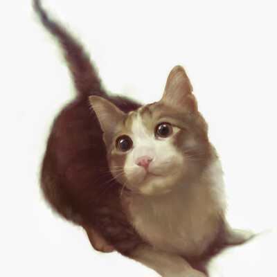 Кот