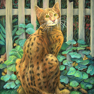 Бенгальская кошка