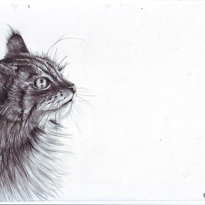 Кот 