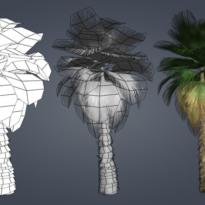 Washingtonia Filifera