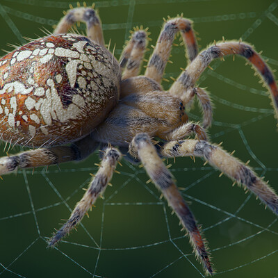 Araneus Diadematus