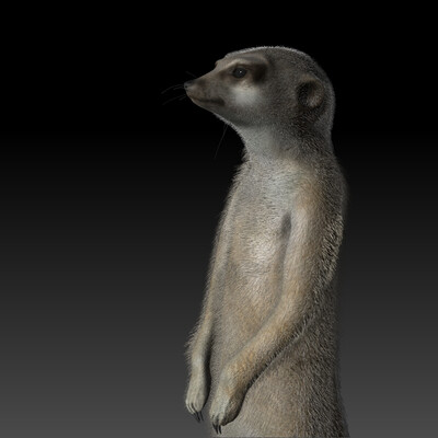 Suricata