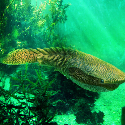 Poraspis