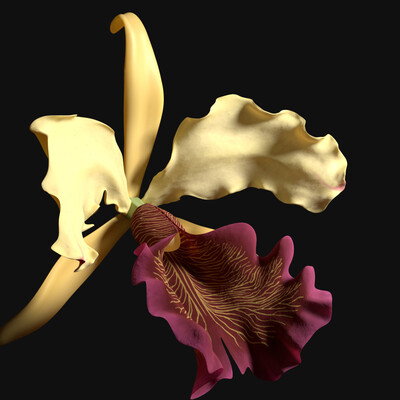 Cattleya dowiana