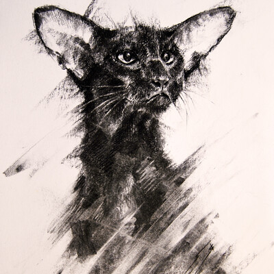 Кот