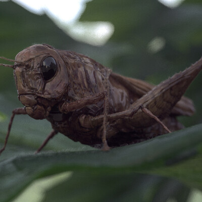 Weta