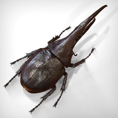 hercules beetle
