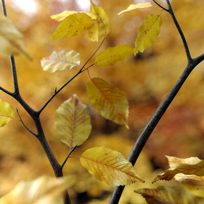 природа