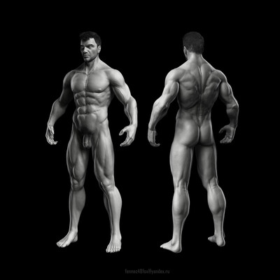 Male Anatomy Study