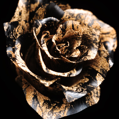 Gold & Black