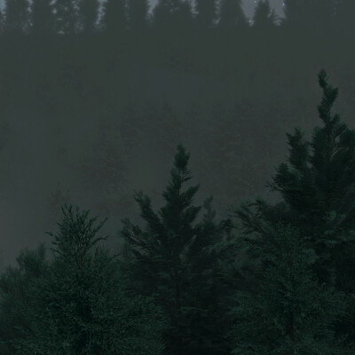 Foggy forest