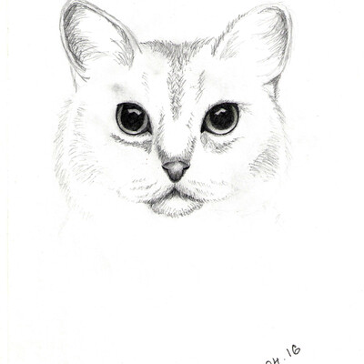 Кот