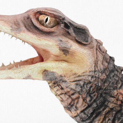 Caiman reduced 3d