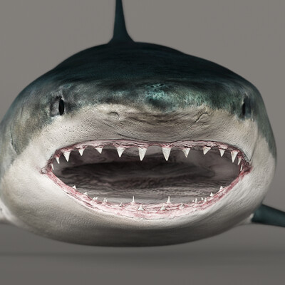 Tiger shark
