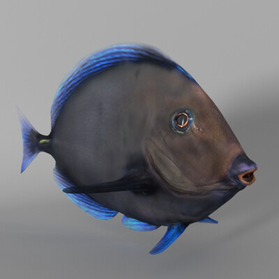 Fish Paracanthurus Hepatus Blue Tang