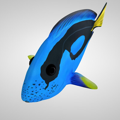 Paracanthurus Hepatus - Blue Tang