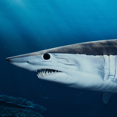 Mako