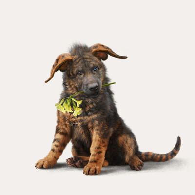 dingo-dango