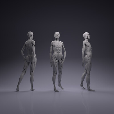 Female anatomy