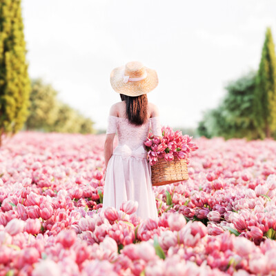 Tulips