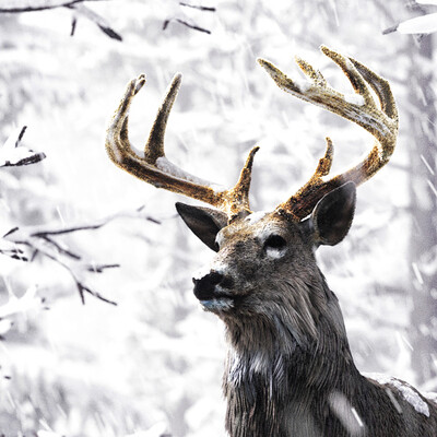 Deer