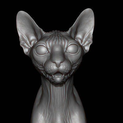 Sphynx Cat