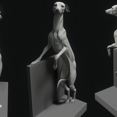 Dog Anatomy Study