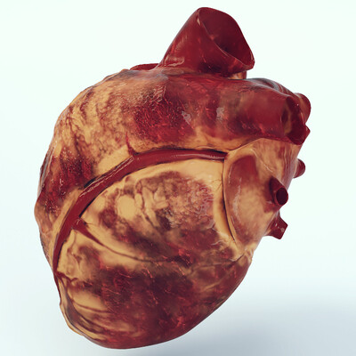 Anatomical 3d heart model