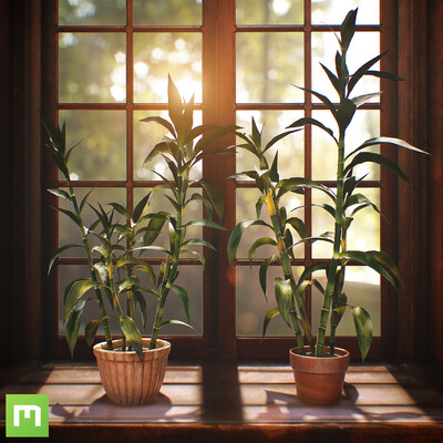 [Megascans] Lucky Bamboo Presentation Scene