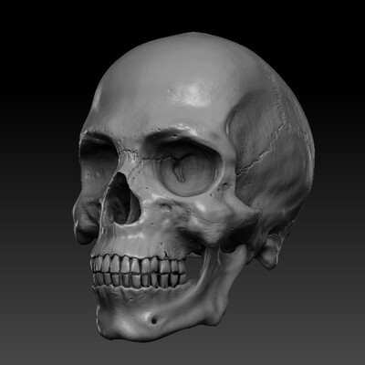 Human Skull
